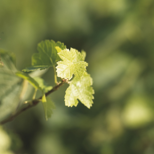 Le cycle de la vigne